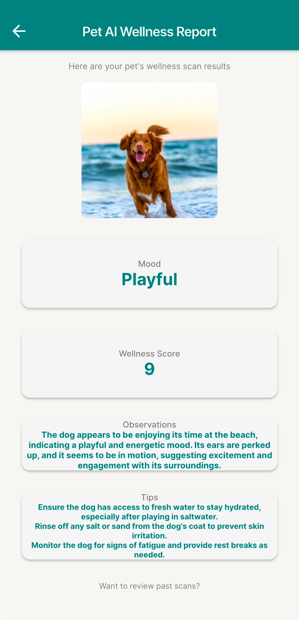 Scan result: Playful dog at beach, wellness score 9